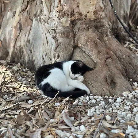 Beachfront With Kids Room, Pool & 2 Workspaces Appartement *